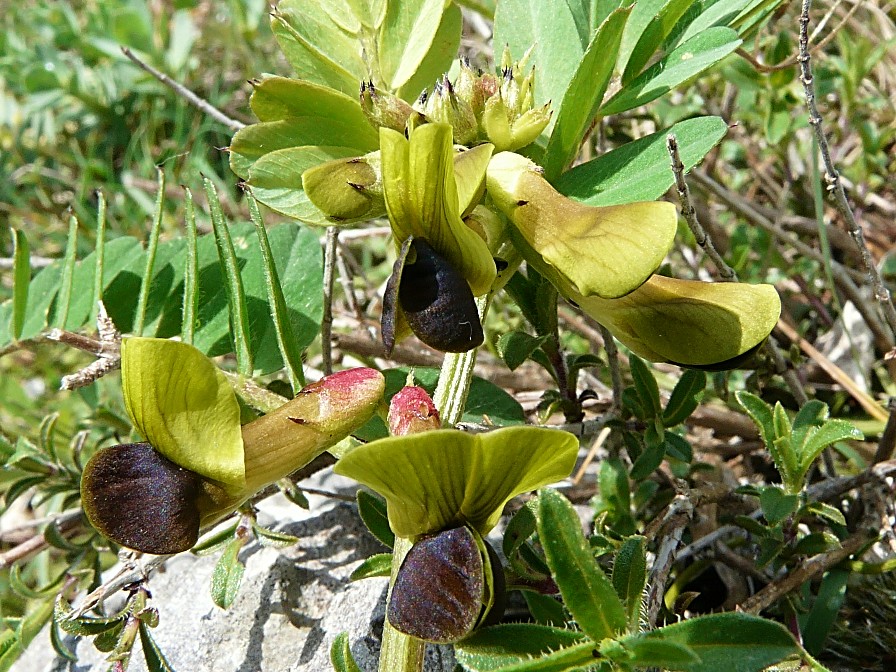 Vicia melanops / Veccia macchiata